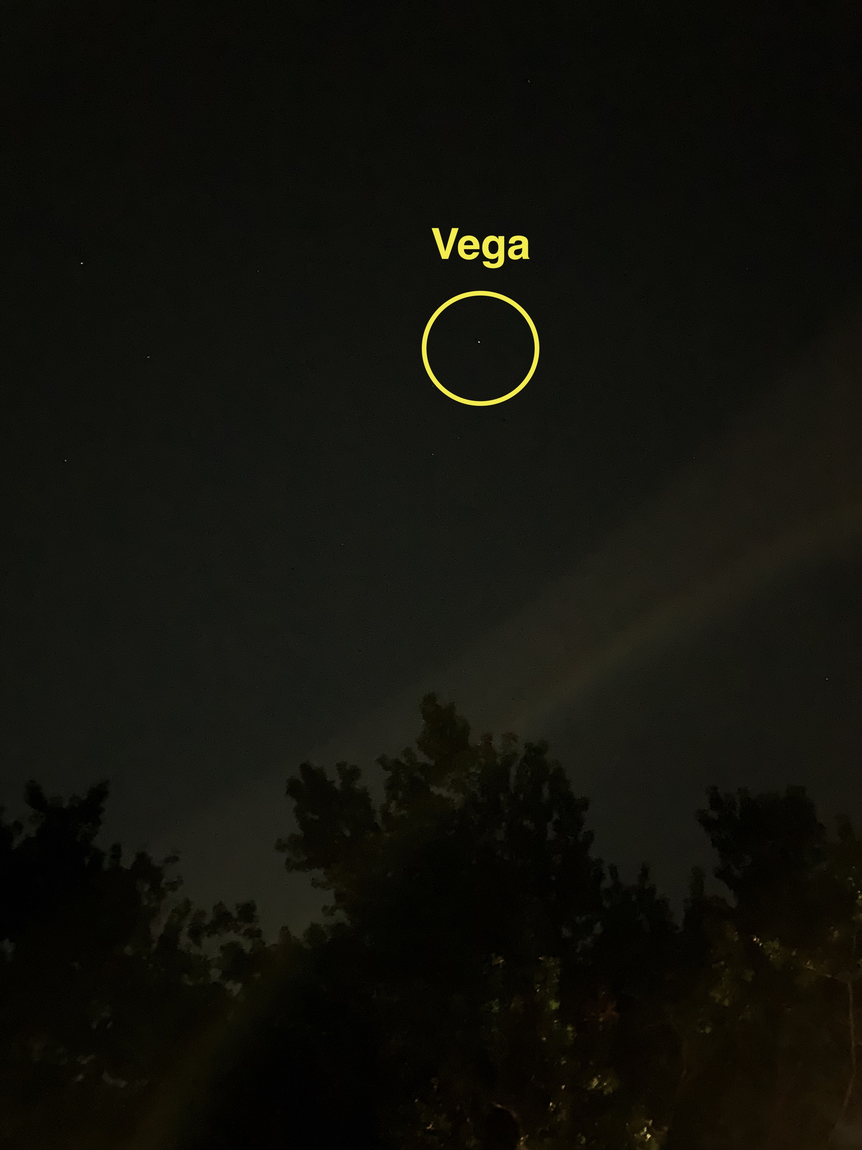 View of night sky over a cluster of trees, with one star circled and labeled as Vega.